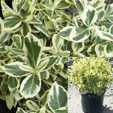 Euonymus Japanese Silver Prince 5Gallon Silver Princess Boxleaf Euonymus Plant Outdoor + Live Plant Mr7