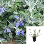 Teucrium Azurium 1 Gallon Bush Germander Plant Fruticans Tree Shrubby Live Plant Fr7Ho7