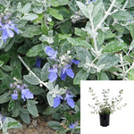 Teucrium Azurium 1Gallon Teucrium Azurium Bush Germander Plant Teucrium Fruticans Tree Germander Shrubby Live Plant Fr7Ho7