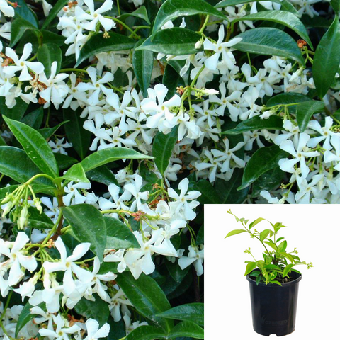 Trachelospermum Asiaticum 1Gallon Asiatic Jasmine Plant Asiatic Jasmine White Live Plant Fhm7
