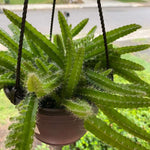 Puppy Dog Tail 6 Inches Dogtail Cactus Selenicereus Testudo Hanging Plant Pot Indo best ht7