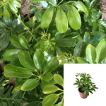 Schefflera Arboricola Houseplantscare Guide 4Inches PotMatu Live Plant Ht7 Best