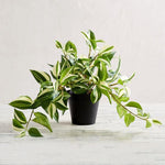 10 Cuttings Variegated Jew Yellow And Green Tradescantia Fluminensis Aureovariegata 3 Rare Plant Not Rooted