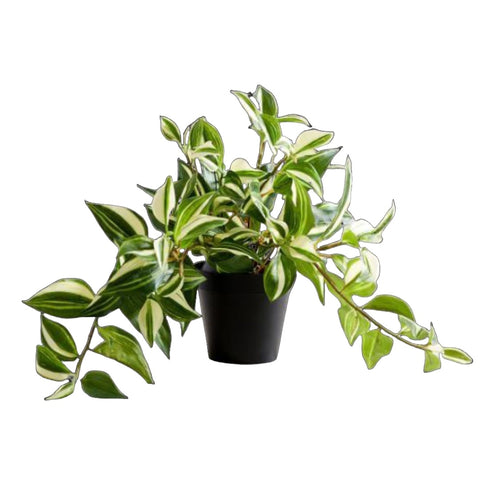 20 Cutting Variegated Jew Yellow And Green Tradescantia Fluminensis Aureovariegata