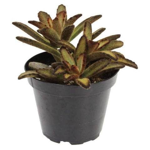 Kalanchoe Tomentosa Agavaceae Brown Edge Hair Kalanchoe Panda Succulent Drought Tolerant 4Inches Best