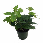 Ivy Grape Leaf Ivy Grape Ivy Indoor 4Inches Pot Hanging Creeping Wall Covering Ivy Indoor Live Plant Ht7