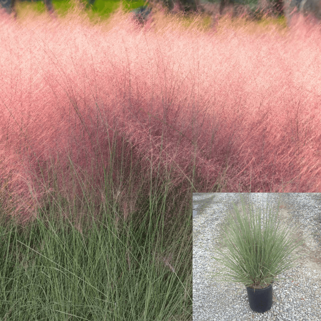 10 Pack Pink Muhly Grass (Muhlenbergia Capillaris) – Live Plants, Ground Cover