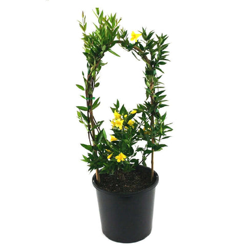 Gelsemium Sempervirens Drift Staked Plant Carolina Yellow Jasmine 5Gallon Ht7