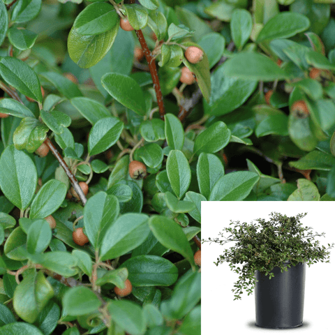Cotoneaster Coral Beauty 1Gallon Red Fruit Brown Stem Cotoneaster Ground Cover Live Plant