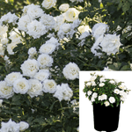 Rosa Drift White 1Gallon Rose Plant Drift Groundcover Roses Rose 1Gallon Live Rose Plant Fr7