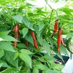 Hot Pepper Goat Horn Seed Packet