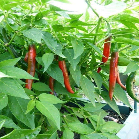 Hot Pepper Goat Horn Seed Packet