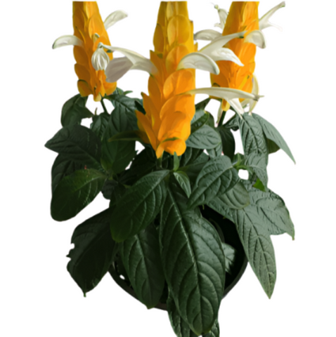 Pachystachys Lutea Plant Golden Candles Plant Golden Shrimp Plant Lollipop 6Inches Flower PotLive Plant