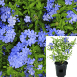 Plumbago Capensis Imperial Blue 5Gallon Cape Leadwort Plant Cape Plumbago