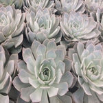 3Cuttings Echeveria Subsessilis Cactus Cacti Succulent Ma Plant Not Rooted