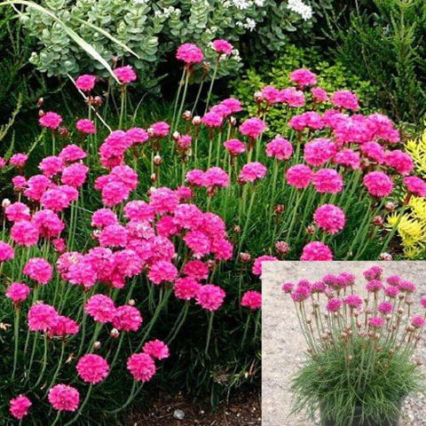 Armeria Maritima Rubrifolia 1Quart Plant Thirft Sea Pink Budsbrush Live Plant Outdoor Mr7