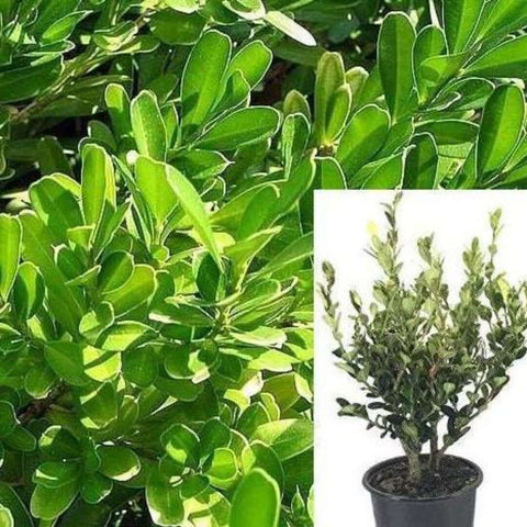 Buxus Japanese Green Beauty Plant Buxus Microphyllus Japanese Boxwood Dark Green 1Gallon Live