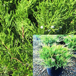 Juniperus Broadmoor 1Gallon Plant Juniper Sabina Juniperusbroadmoor Plant Groundcover Live Plant Outodoor Plant Fr7