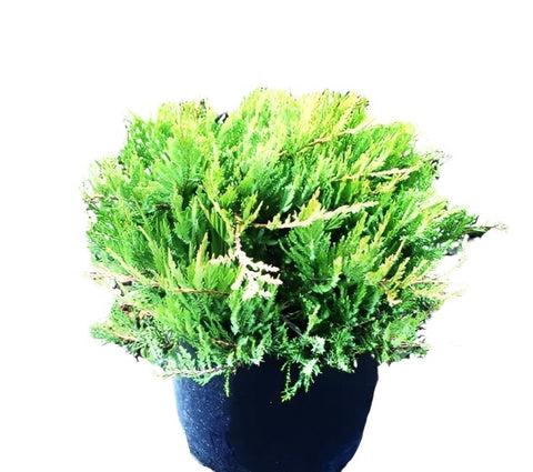 Juniperus Broadmoor 1Gallon Plant Juniper Sabina Juniperusbroadmoor Plant Groundcover Live Plant Outodoor Plant Fr7