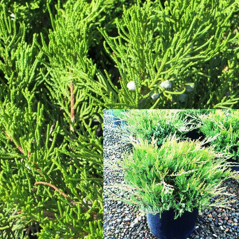 Juniperus Broadmoore 1Gallon Juniper Sabina Juniperus Broadmoor Groundcover Outodoor Fr7 Live Plant