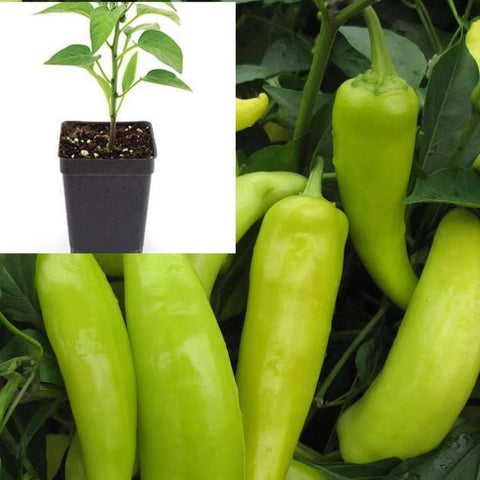 Pepper chili Hungarian Wax 4Inches Pot Plant Wax Pepper Hot Wax Pepper Hot Ye  Best
