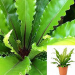 Fern Birdnest Fern Birdnest Japanese Fern 5inches Pot Fern Live Plant Fi7