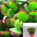 10Cuttings Jade Crassula Jade Jade Green Never Die Succulents Plant Not Rooted