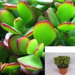 Crassula Jade 4Inches Pot Succulents Plant Miniature Pine Tree Crassula Tetragon Ht7 Best