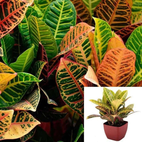 Croton Gold Star Yellow Red Green Coroton Indoor 4Inches Pot Foliage Live Plant Ht7