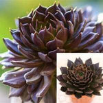 Echeveria Black Prince 4Inches Pot Succulents Plant Black Hens Chicks Black Prince Succulent Drought Tolerant Live Plant Ht7