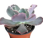 Echeveria Gibbiflora Hybrid Crassulaceae Ed Succulent Drought Tolerant 4Inches Pot Live Plant Ht7 Best