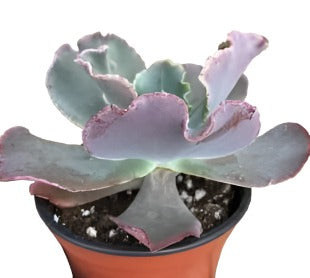 Echeveria Gibbiflora Hybrid Crassulaceae Ed Succulent Drought Tolerant 4Inches Pot Live Plant Ht7