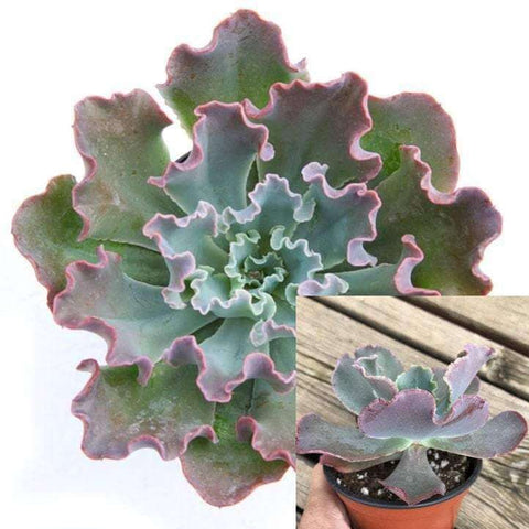 3Cuttings Echeveria Gibbiflora Big Succulents Plant Not Rooted