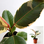 Ficus Variegated Ficus Rubber 6Inches Pot Foliage Ht7 Ficus Tineke Variegated Rubber Tree Perennial Live Plant