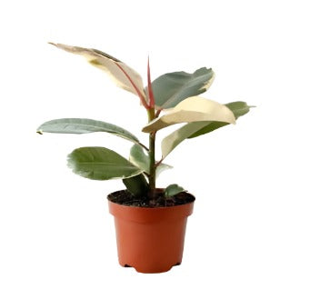 Ficus Creme Variegated Rubber Plant Green 4Inches Pot Houseplantindoor Premium Rar Live Plant Ht7 Best