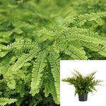 Fern Five Finger Maid Fern 5inches Pot Fern Plant Adiantum aleuticum the wester ht7 Best