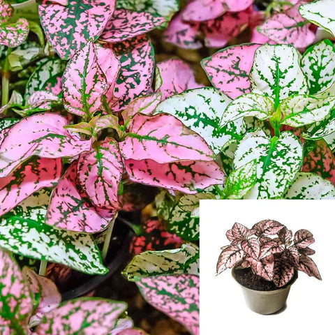 Freckles Polka Dot Mixed Pink Red White Plant 6Inches Pot Foliage Hypoestes Phyllostachya Polka Dot Live Plant Ht7 Best