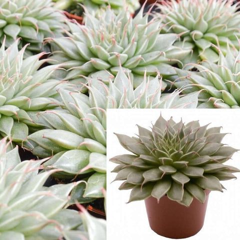 Graptopetalum Filiferum 4Inches Pot Succulents Plant Light Green Hen And Chick Succulent Drought Tolerant Succulent ht7