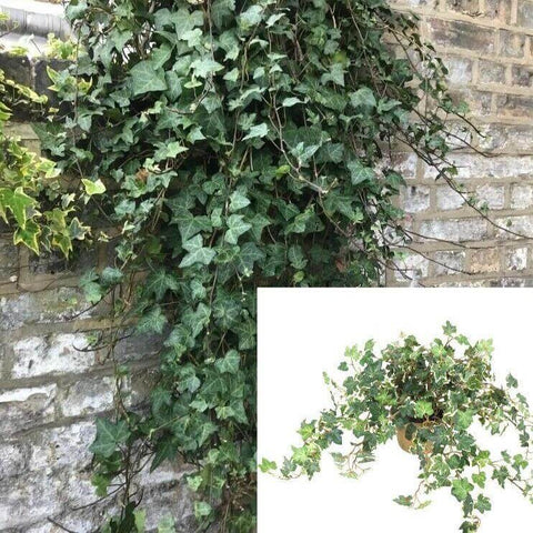 Ivy Natasha Ivy Climbing Ivy 1Gallon Pot Hanging Plant English Ivy Vine Plant Wall Covering Plant Ivy European I Live Ht7