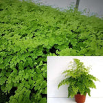 Fern Fern Plant Pacific Maiden Hair Fern 5inches Pot Fern Maid Hair Fern Hair Maiden Fern Live Plant ht7 Best