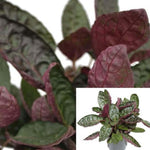 Green Red Purple Waffle Premium Indoor 4Inches Pot Foliage Strobilanthes Waffles Purple Waffle 4Inches Pot ht7