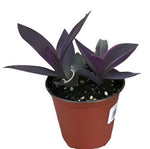 Setcreasea Pallida Purple Plant Purple Heart 4Inches Pot Foliage Live Plant Succulent Drought Tolerant Ht7 Best