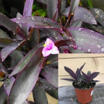 Setcreasea Pallida Purple Plant Purple Heart 4Inches Pot Foliage Live Plant Succulent Drought Tolerant Ht7 Best