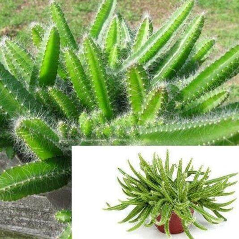 5Cuttings Puppy Dog Tails Cactus Hanging Succulents cactus 5 Long Plant Not Rooted