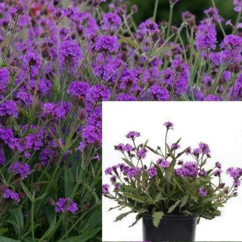 Verbena Tapien Purple 1Gallon Verbena Improved Purple Mr7 Verbena Tapien Violet Verbena Hybrida Tapien Purple Passion Ve Live Plant