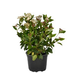 Viburnum Tinus Compacta 5Gallon Laurustinus Viburnum Tinus Live Plant Outdoor Mr7