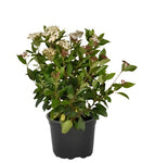 Viburnum Spring Bouquet 1Gallon White Red Viburnum Tinus Compacta Plant Spring Bouquet Viburnum Live Plant Fr7 Gr7