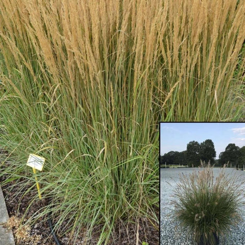 Calamagrostis Overdam 1Gallon Feather Reed Grass Plant Reed Grass Live Plant Ho7