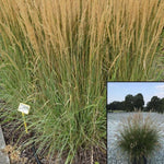 Calamagrostis Overdam 5Gallon Feather Reed Grass Plant Reed Grass Live Plant Ho7