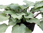 Pothos Queen Of Seas Epipremnum Aureum 1 Gallon Ht7 Golden Pothos Ceylon Creeper Hun